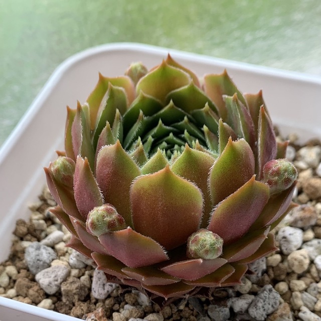 センペルビウム テスト【抜き苗】多肉植物の通販 by kumi's shop センペルビウム テスト【抜き苗】多肉植物の通販 by kumi's shop