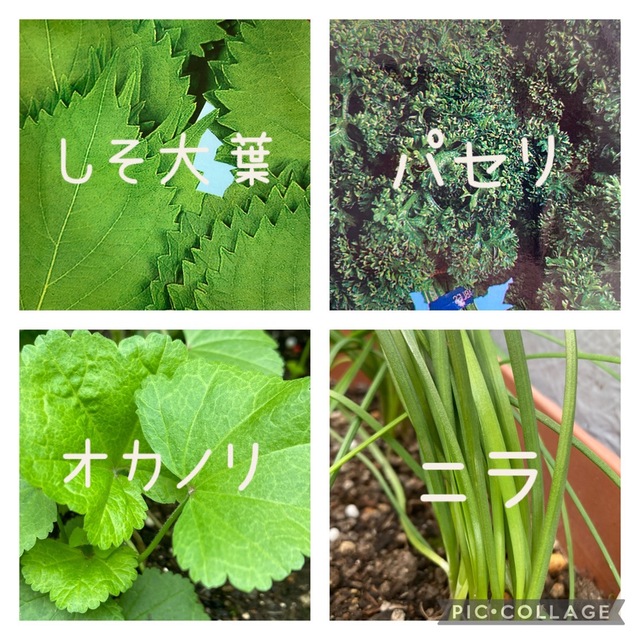 野菜の種　4品種セット 食品/飲料/酒の食品(野菜)の商品写真