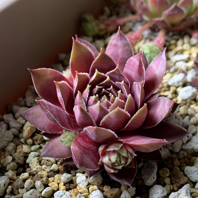 センペルビウム レッドチーフ【抜き苗】多肉植物の通販 by センペルビウム レッドチーフ【抜き苗】多肉植物の通販 by