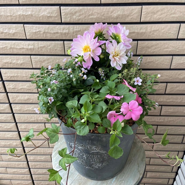 アンティークな鉢に明るい寄せ植え