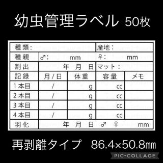 幼虫管理ラベル 10面5シート 再剥離タイプ クワガタ オオクワガタ カブトムシ(その他)