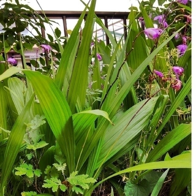 紫蘭　白(葉は白の斑入り)１株ピンク(葉は緑)２株 ハンドメイドのフラワー/ガーデン(プランター)の商品写真