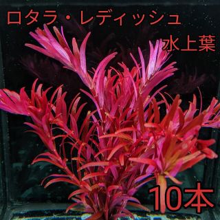 ロタラ・レディッシュ水上葉(アクアリウム)