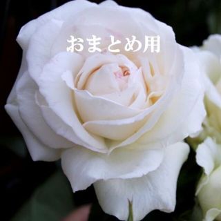 「ホタ様」　花の種おまとめ用(その他)