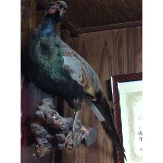 キジのはく製の飾り物(その他)
