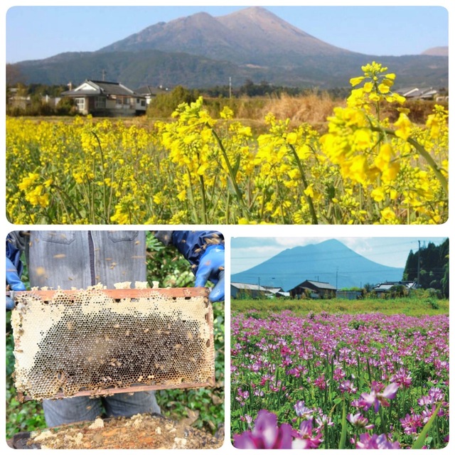 2023年度新蜜  国産はちみつ  300g × 3本  純粋  蜂蜜 食品/飲料/酒の健康食品(その他)の商品写真