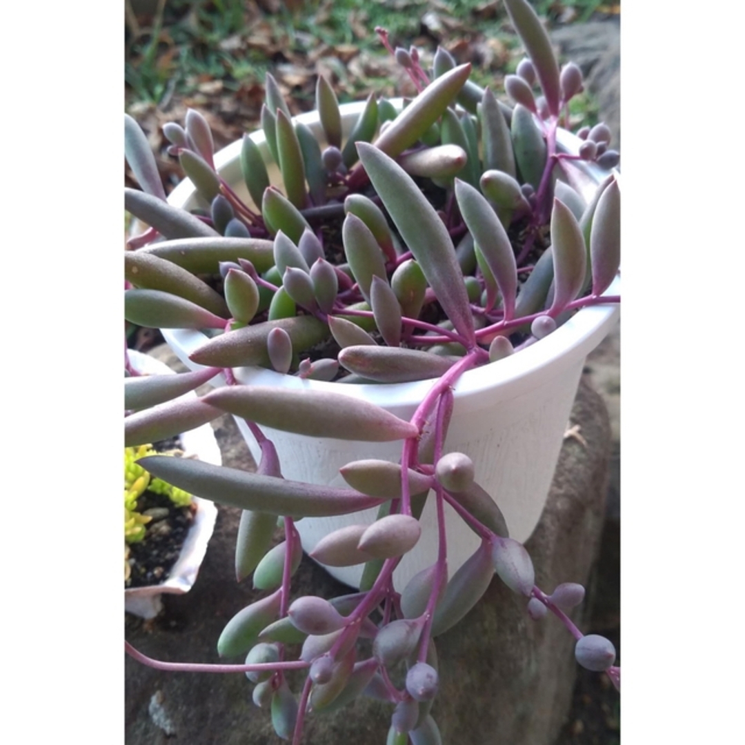ルビーネックレス　多肉植物　5カット　紫月　即購入ok ハンドメイドのフラワー/ガーデン(プランター)の商品写真