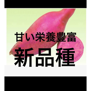 ふくむらさき芋苗100本(野菜)