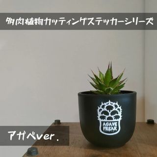 多肉植物カッティングステッカー　アガベ　オテロイ　チタノタ　ホリダ　実生　グッズ(その他)