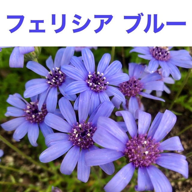 花の種　フェリシア　リナリア　シレネ・桜小町 ハンドメイドのフラワー/ガーデン(その他)の商品写真