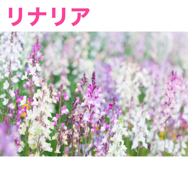 花の種　フェリシア　リナリア　シレネ・桜小町 ハンドメイドのフラワー/ガーデン(その他)の商品写真