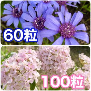 花の種　フェリシア ブルー　シレネ・桜小町(その他)