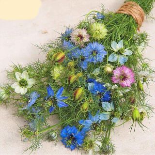 ニゲラの花色ミックスの種30粒(プランター)