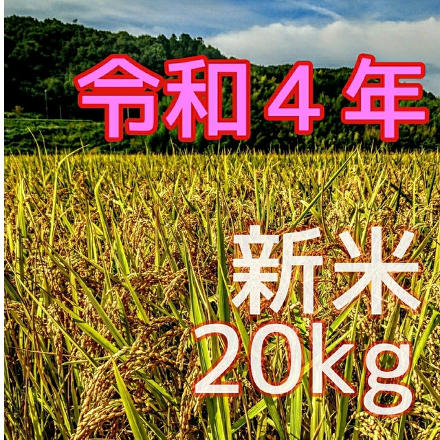 令和４年産新米 低農薬玄米２０キロ 山田錦の里より農家直送　(精米サービス中) 食品/飲料/酒の食品(米/穀物)の商品写真