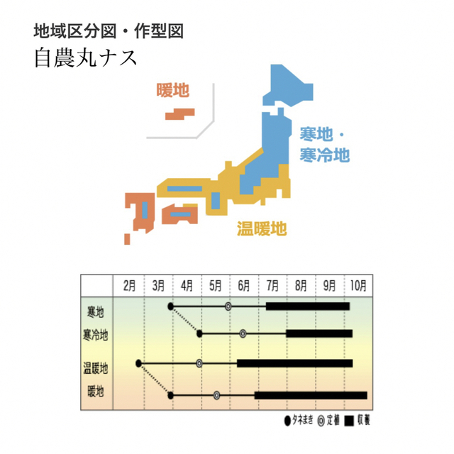 【国内育成・採取】 自農丸ナス 家庭菜園 種 タネ 茄子 ナス 野菜 食品/飲料/酒の食品(野菜)の商品写真