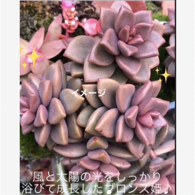 多肉植物❤︎ブロンズ姫❤︎葉挿し用の葉♪ ハンドメイドのフラワー/ガーデン(その他)の商品写真