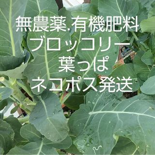 ✨ブロッコリー葉っぱ.無農薬有機肥料.ペットのおやつ✨(野菜)