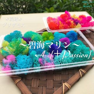 琉球プリザモス〜碧海マリン〜A  {＋passion}  フィンランドモス(プリザーブドフラワー)