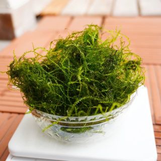 ウィローモス 約21g×2(アクアリウム)