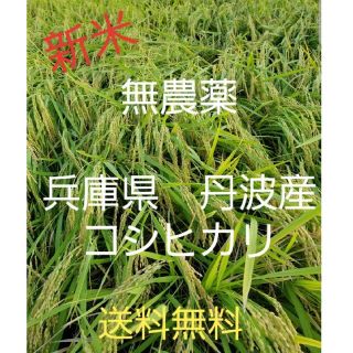 令和4年 兵庫県丹波産 無農薬コシヒカリ20キロ(米/穀物)