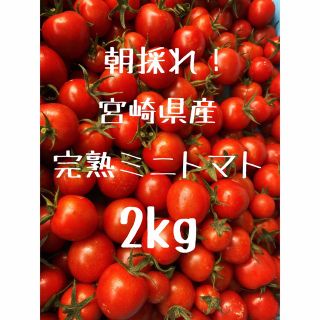 宮崎県産　完熟ミニトマト　2kg(野菜)