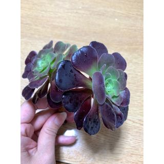 ベロア　カシミアバイオレット(その他)