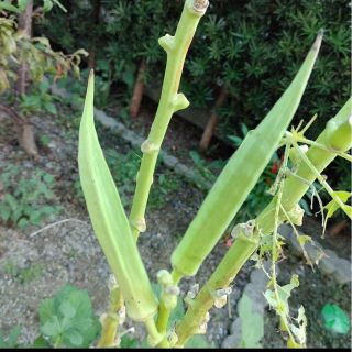 珍しい　白オクラの種　20粒(野菜)