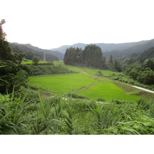 新潟県 ４年産 コシヒカリ 白米 　10ｋｇ(10ｋｇ×１袋) お米 米 2