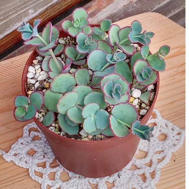 多肉植物 ミセバヤの通販 by kao0125's shop|ラクマ 多肉植物 ミセバヤの通販 by kao0125's shop|ラクマ