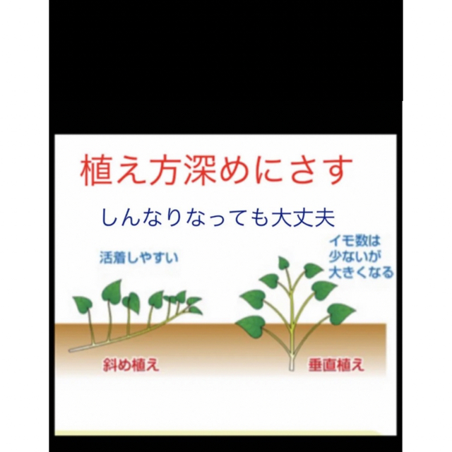 シルクスイート芋苗200本