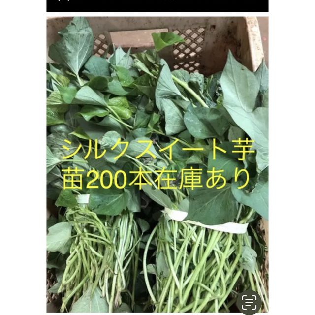 食品シルクスイート芋苗200本