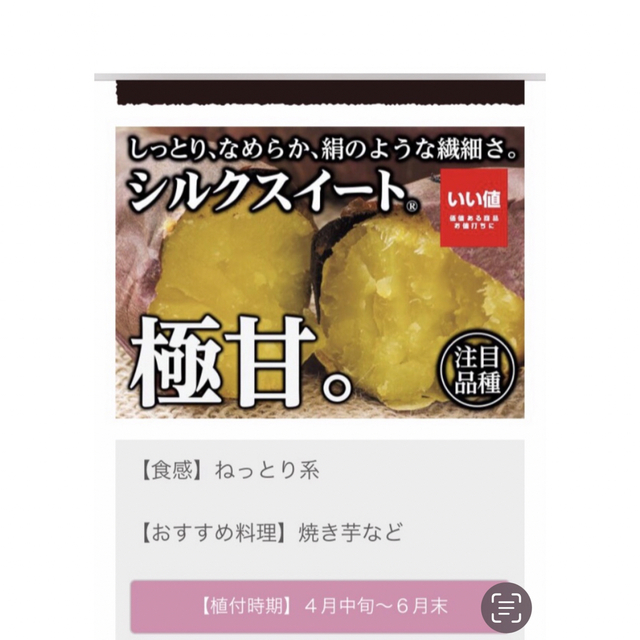 シルクスイート芋苗200本 食品/飲料/酒の食品(野菜)の商品写真