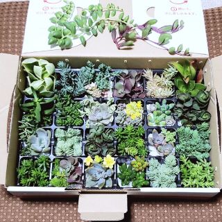 B　多肉植物　カット苗　詰め合わせ(その他)