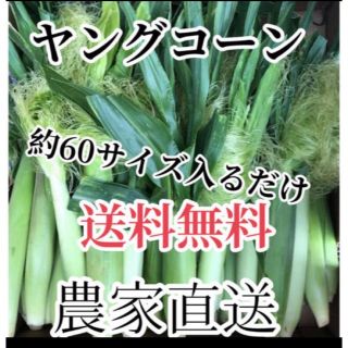 農家直送ヤングコーン６０サイズ入るだけ直ぐ購入可能！(野菜)