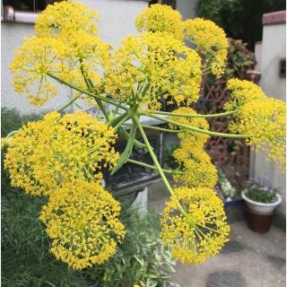 珍しい植物の種　宿根草　タネ　背が高い草花　品種不明　フェルーラ・コムニスかも(その他)