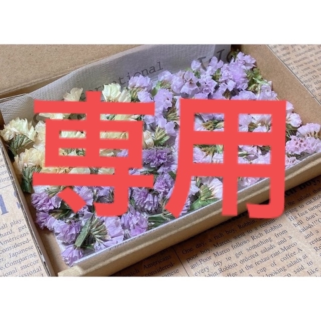 安心の定価販売】 ドライフラワー 花材 スターチス レアカラー ニュアンス系 希少カラー4種セット ドライフラワー 花材 スターチス レアカラー4種セット