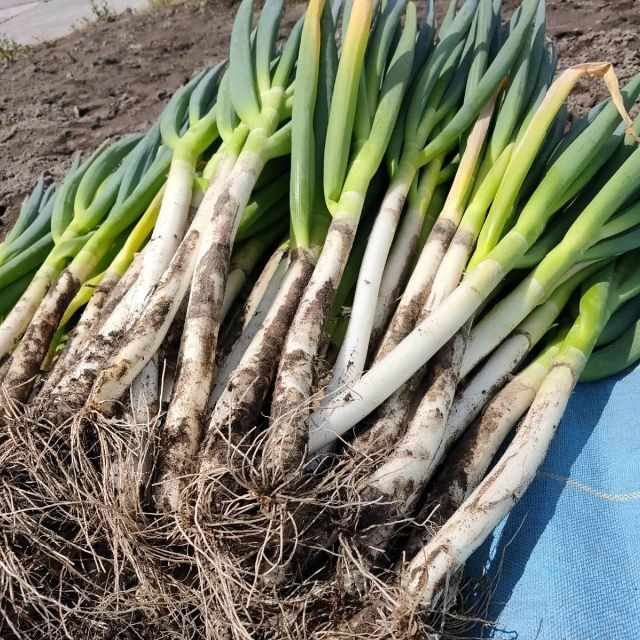 【鳥取県産】白ネギ　柳生　宅急便コンパクト　白ねぎ　ネギ　野菜　葱　玉ねぎ 食品/飲料/酒の食品(野菜)の商品写真