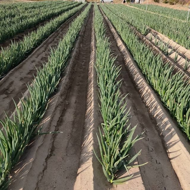 【鳥取県産】白ネギ　柳生　宅急便コンパクト　白ねぎ　ネギ　野菜　葱　玉ねぎ 食品/飲料/酒の食品(野菜)の商品写真