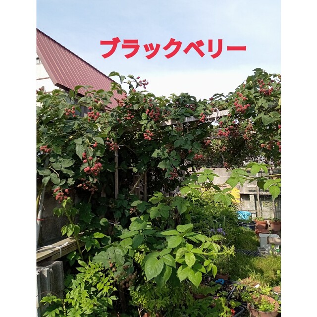 ブラックベリーの種　とげなし　大実 ハンドメイドのフラワー/ガーデン(プランター)の商品写真