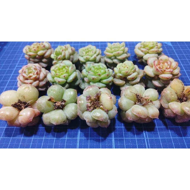 多肉植物 韓国苗 レッドベルベット5つ ハンドメイドのフラワー/ガーデン(その他)の商品写真