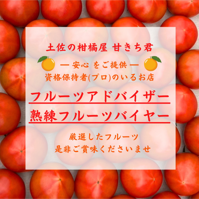 再入荷 高知県産 夜須 高糖度 フルーツトマト 約3kg