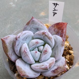 多肉植物  サンア  韓国苗(その他)