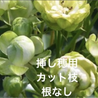 (ᵔᴥᵔ)♫挿し穂　グリーンのバラ(その他)
