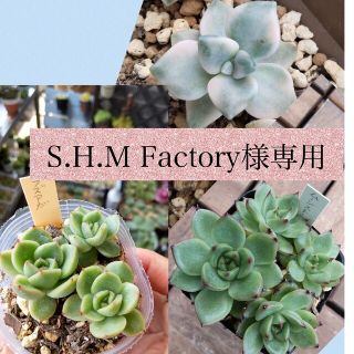 S.H.M Factory様専用  韓国苗(その他)