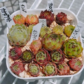 センペルビウム　　詰め合わせ　多肉植物(その他)