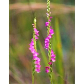 ネジバナのタネ 花穂1本分(その他)