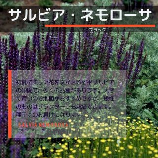 ゆうパケット　サルビア・ネモローサ☆ブラック☆種子8粒(その他)