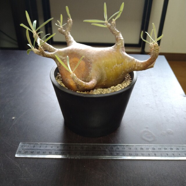 ◯現地株 Pachypodium rosulatumvar. gracilius