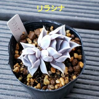 【抜き苗】リラシナ ⭐ 多肉植物 エケベリア(その他)