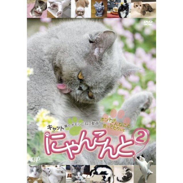 にゃんこんと2~キャット驚くオモシロねこ動画 ホントはこんなこと言ってたりして~ [DVD] tf8su2k